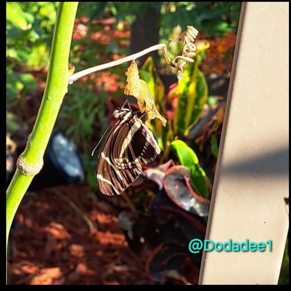 Metamorphosis Wardrobe